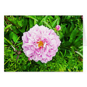 Pink Peony Flower Blank Card (Front Horizontal)