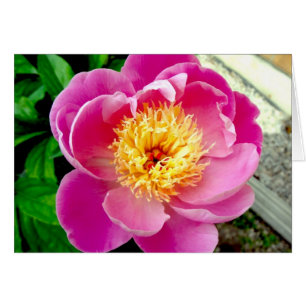 Pink Peony Flower Blank Card
