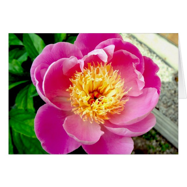 Pink Peony Flower Blank Card (Front Horizontal)
