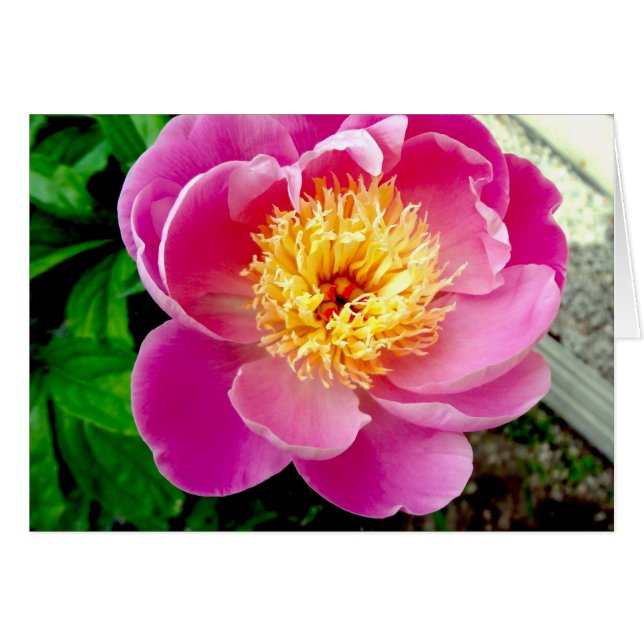 Pink Peony Flower Blank Card (Front Horizontal)