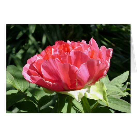 Pink Peony Flower Cards (Front Horizontal)