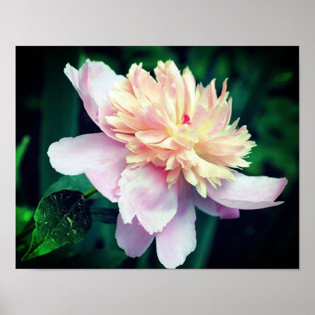 Pink Peony Flower In Bloom Close Up Poster (Front)