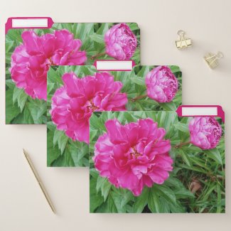  Pink Peony Flower Peonies Office 