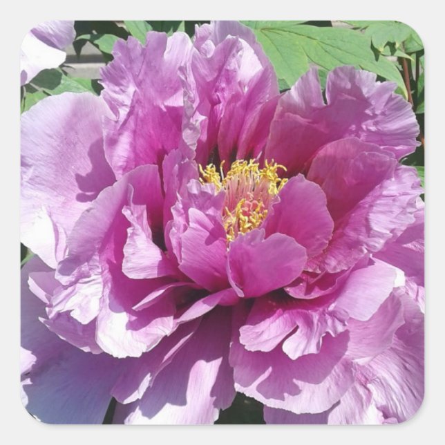 Pink Peony Flower Photo Square Stickers (Front)