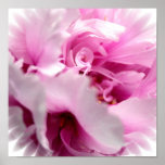 Pink Peony Flower Print