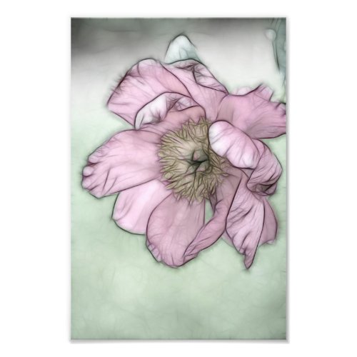 Pink Peony Flower Sketch Photo Print