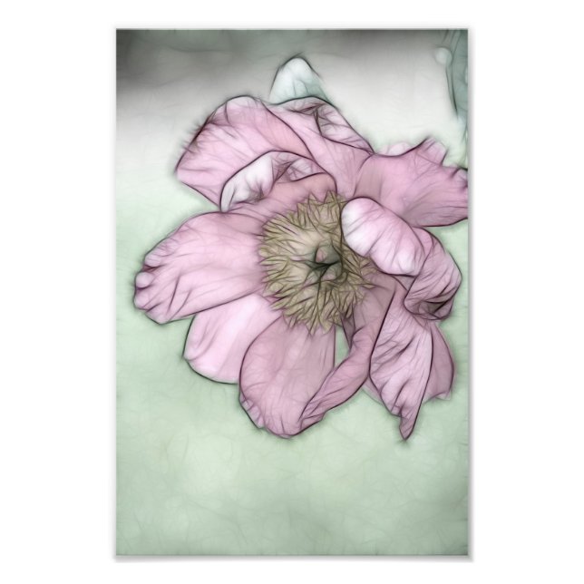 Pink Peony Flower Sketch Photo Print (Front)