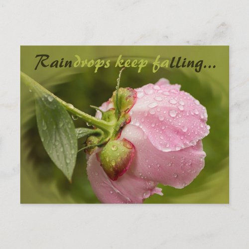 Pink peony flower with glittering raindrops CC0506 Postcard