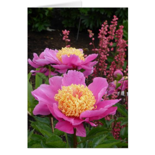 Pink Peony Flowers _ Blank Card