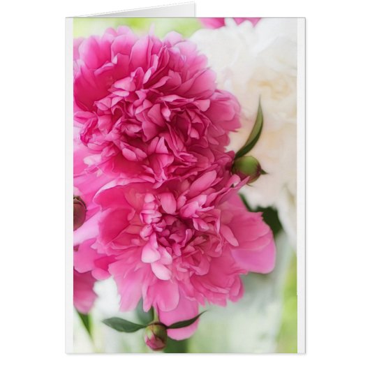Pink Peony Flowers Cards (Front)