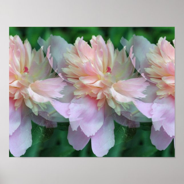Pink Peony Flowers Multiplied Poster (Front)
