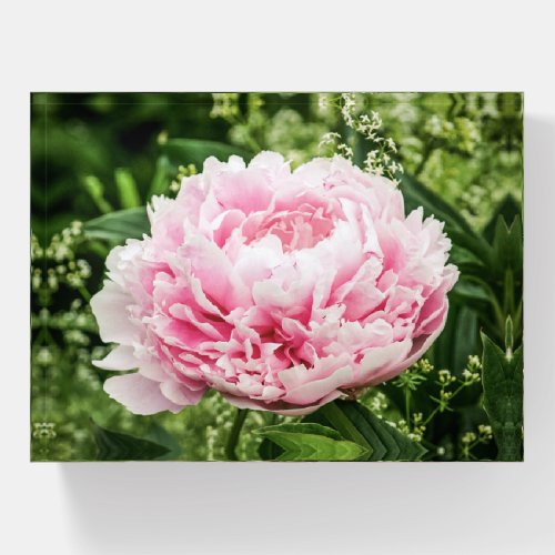 Pink Peony Garden Flower Paperweight