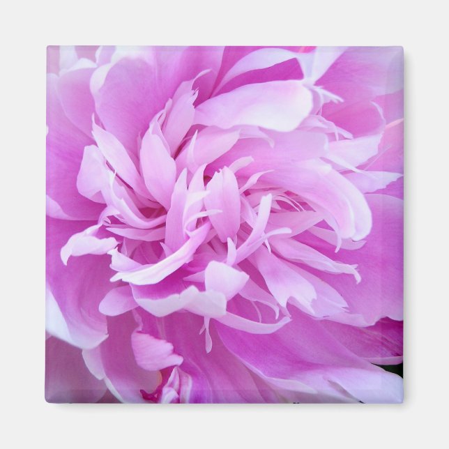 Pink Peony - Magnet (Front)