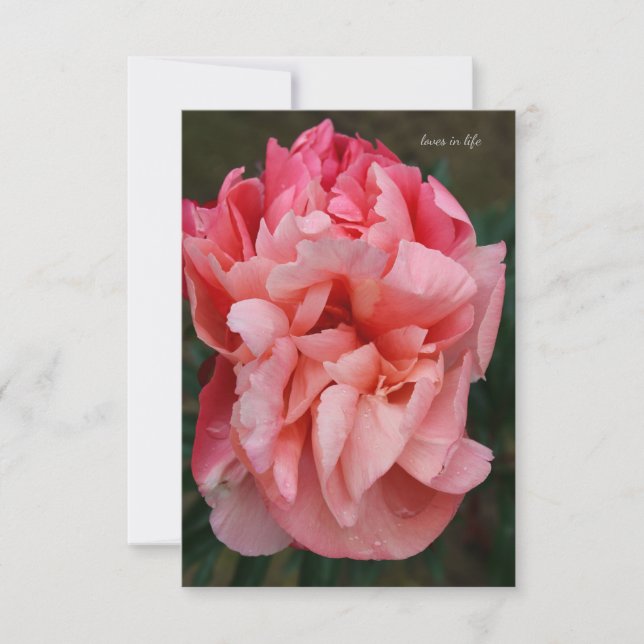 Pink Peony Note Card (Front)