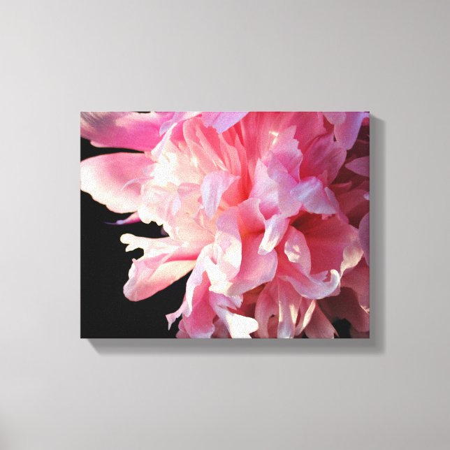 Pink Peony on Black Background Canvas Print (Front)