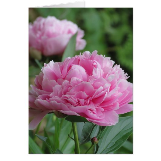 Pink Peony Pair (Front)