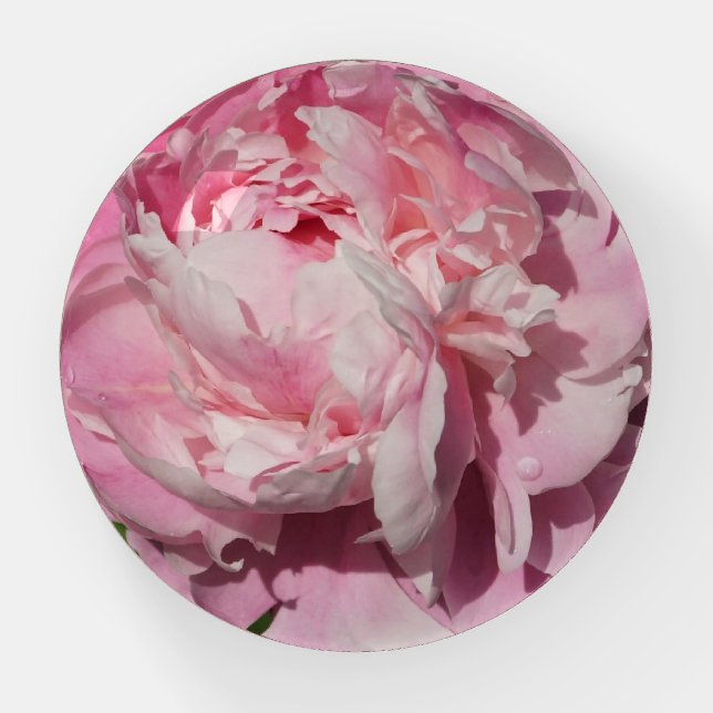 Pink Peony Paperweight (Front)