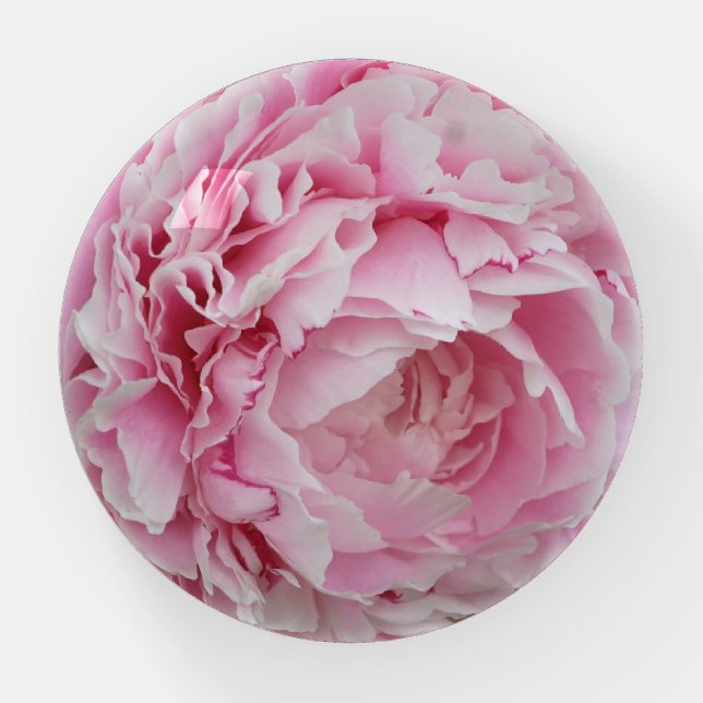 Pink Peony Paperweight (Front)