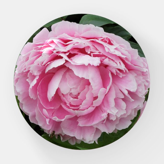 Pink Peony Paperweight (Front)