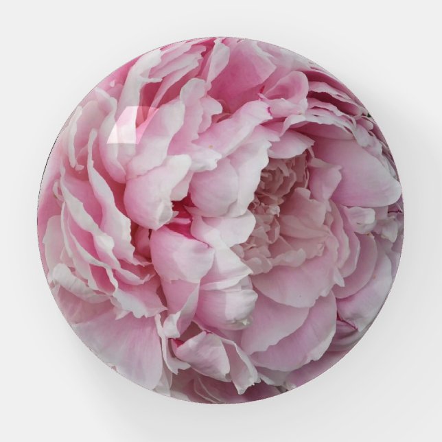 Pink Peony Paperweight (Front)
