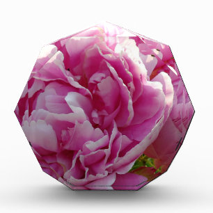 Pink Peony photo cottage farmhouse floral garden Award