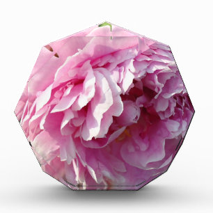 Pink Peony photo cottage farmhouse floral garden Award