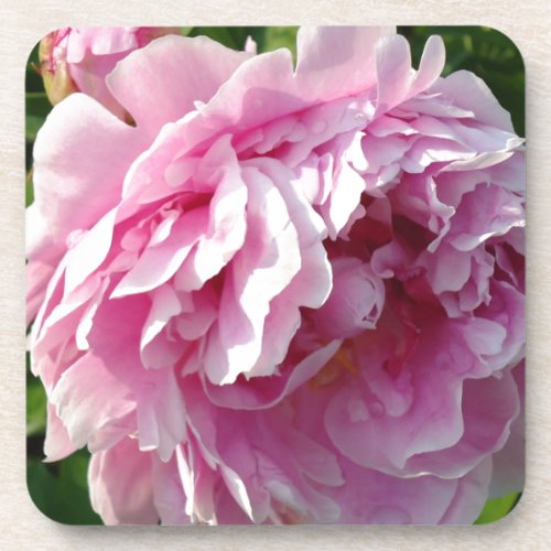 Pink Peony photo cottage farmhouse floral garden Beverage Coaster