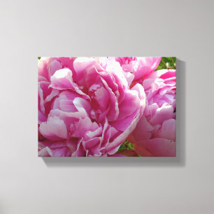 Pink Peony photo cottage farmhouse floral garden Canvas Print
