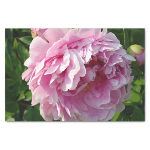 Pink Peony photo cottage farmhouse floral garden Tissue Paper