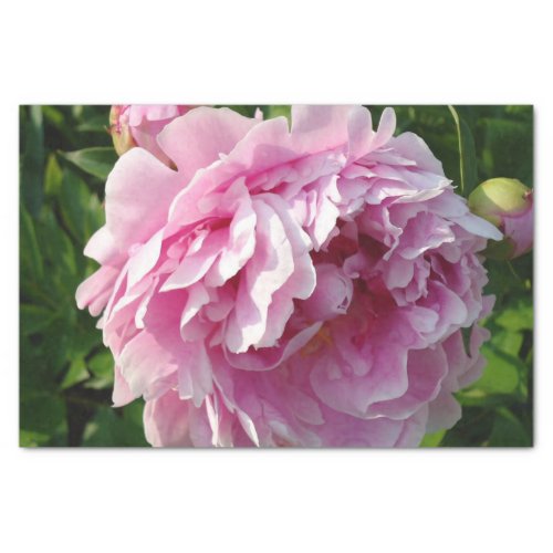 Pink Peony photo cottage farmhouse floral garden Tissue Paper