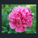Pink Peony Photo Print<br><div class="desc">Pink Peony ~ Full Bloom</div>