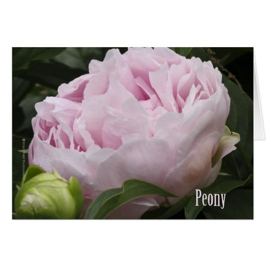 Pink Peony Photograph Cards (Front Horizontal)