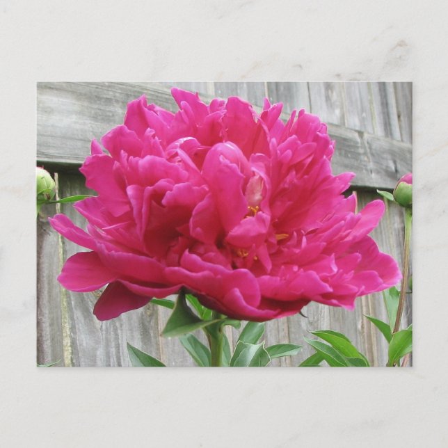 Pink Peony Postcard (Front)