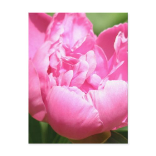 Pink Peony Postcard