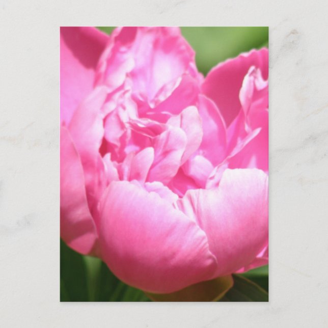 Pink Peony Postcard (Front)