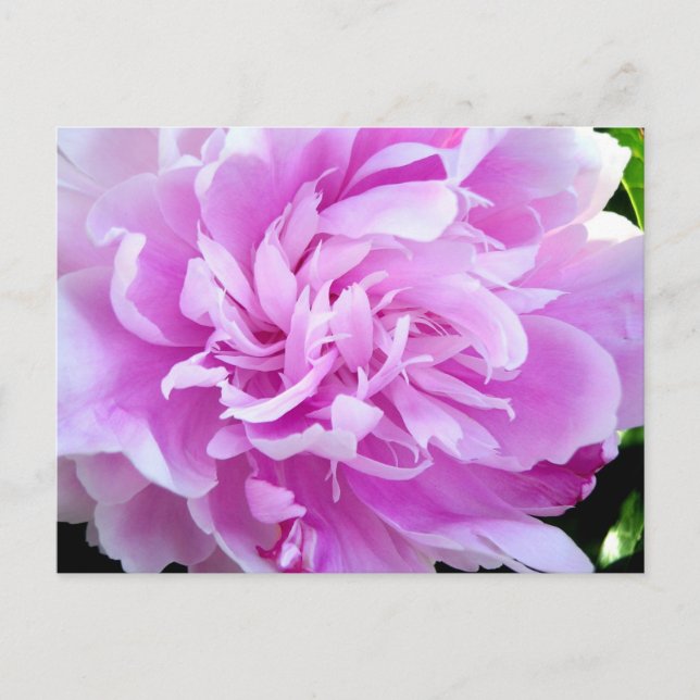 Pink Peony Postcard (Front)