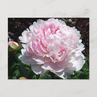 Pink Peony Postcard