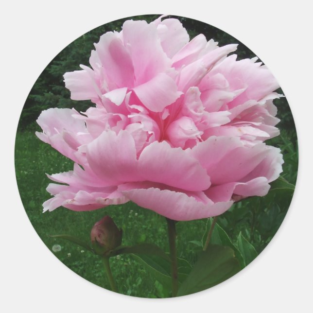 Pink Peony Round Stickers (Front)