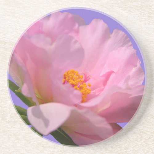 Pink Peony Sandstone Coaster