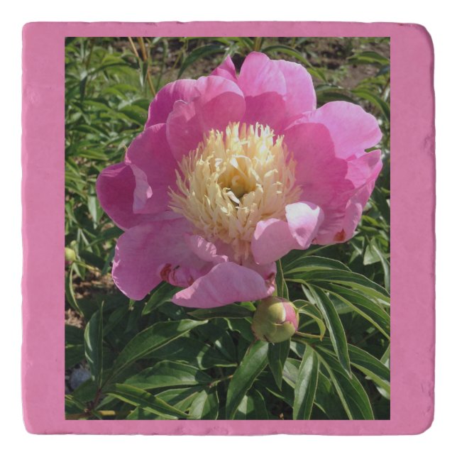 Pink Peony Trivet (Front)