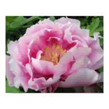 Pink Peony Watercolor Fine Floral