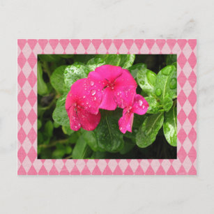 Pink Periwinkle Argyle Postcard