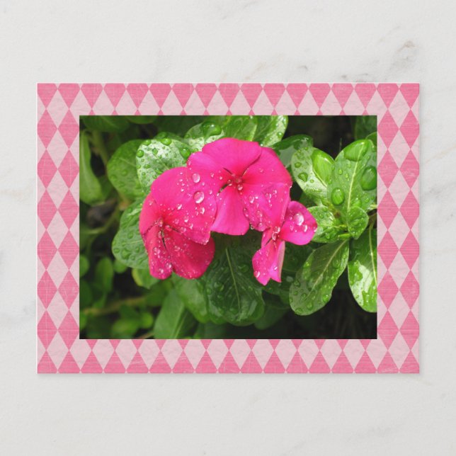 Pink Periwinkle Argyle Postcard (Front)