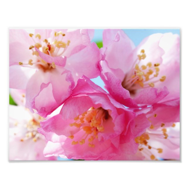 Pink Petal Inspiration Photo Print (Front)