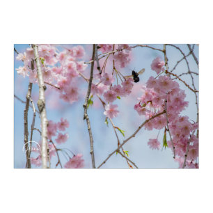 Pink petals and a furry visitor Acrylic Wall Art