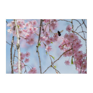 Pink petals and a furry visitor Acrylic Wall Art
