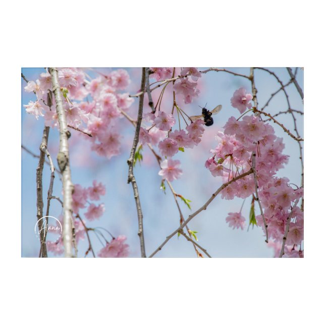 Pink petals and a furry visitor Acrylic Wall Art (Front)