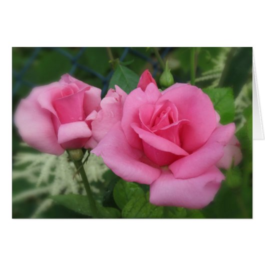 Pink Petals - Roses Cards (Front Horizontal)