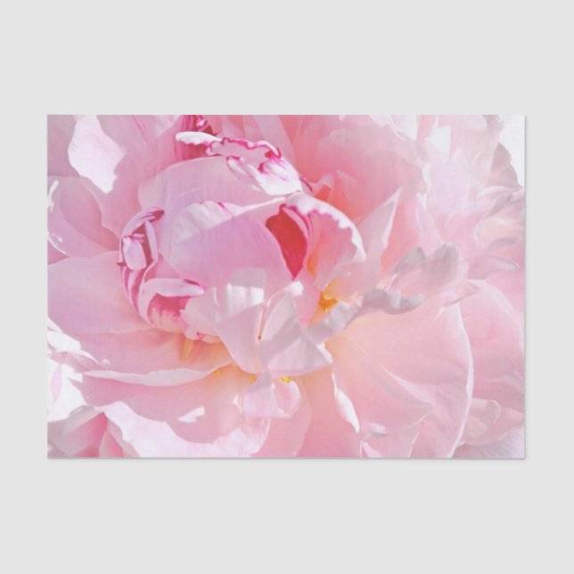pink petals tissue paper (Front)