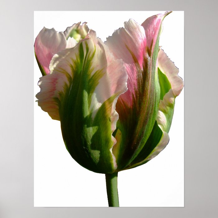 Pink Petals Tulip Poster